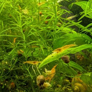 Sunkist Neocaridina Shrimp