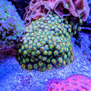 rasta zoanthid