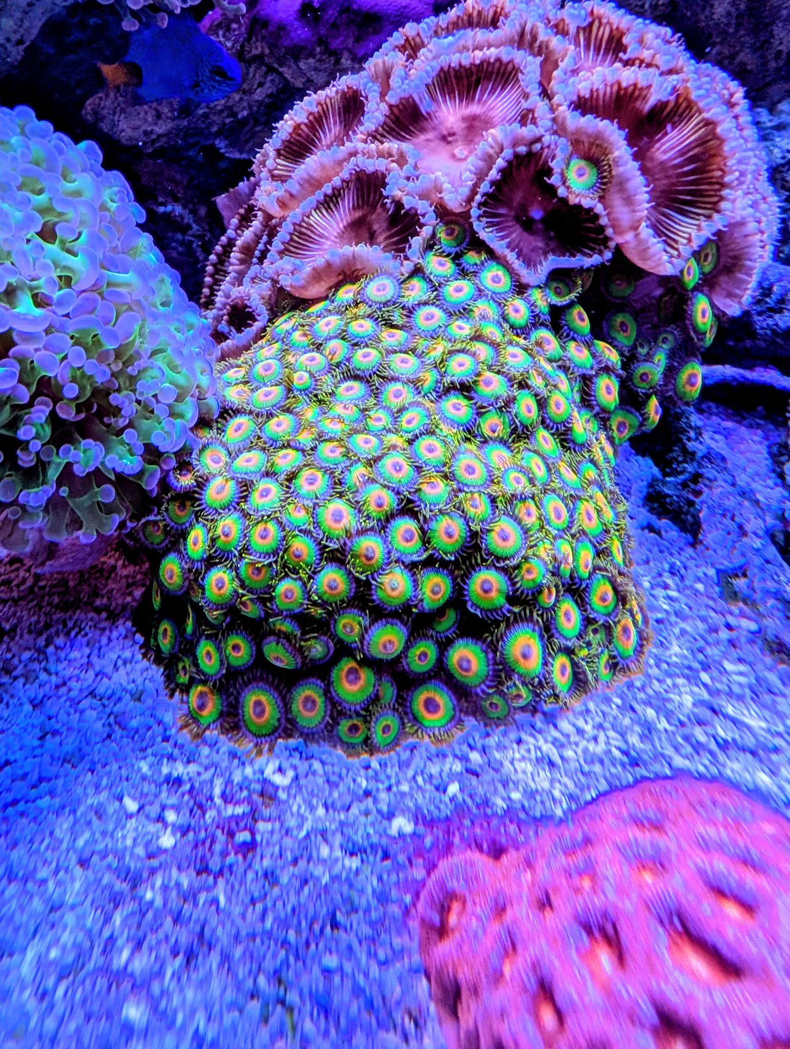 rasta zoanthid