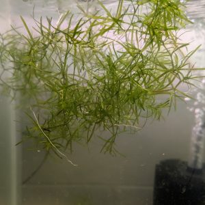 Guppy Grass