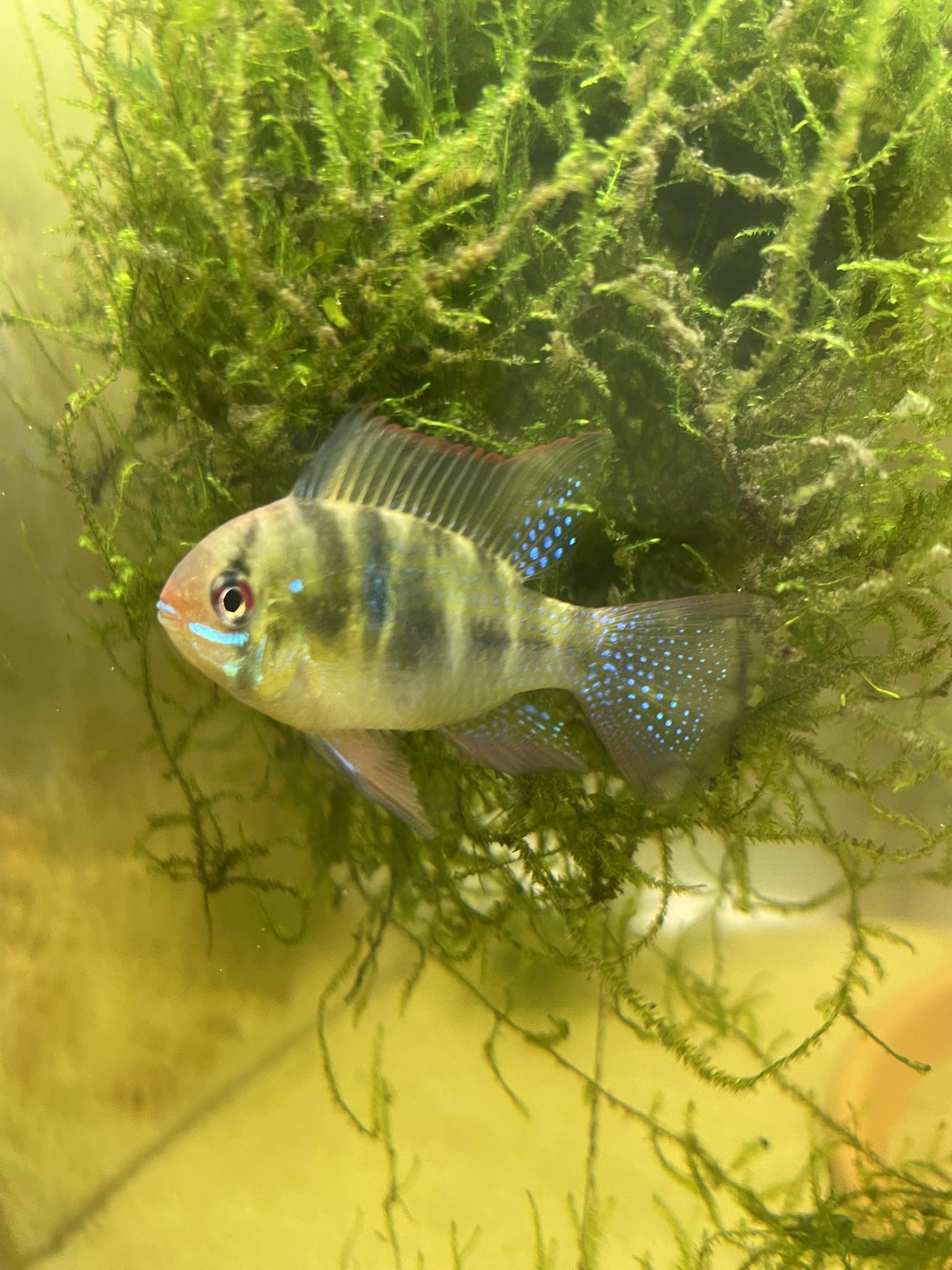 German Blue Ram
