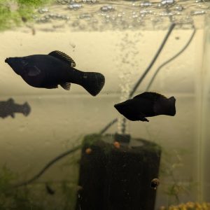 Black Sailfin Molly