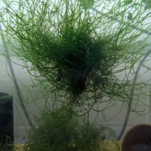java moss