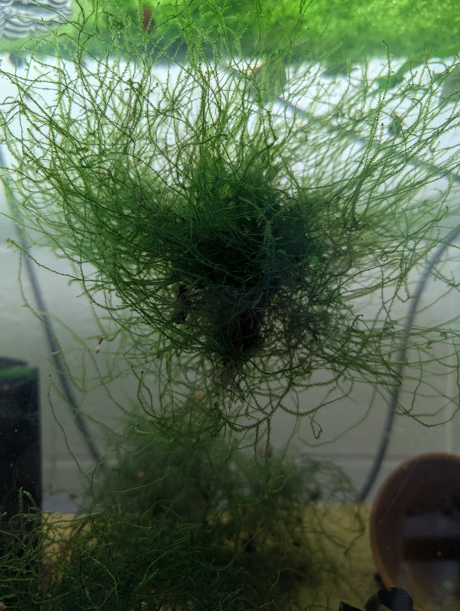 java moss