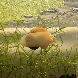 Mystery Snails