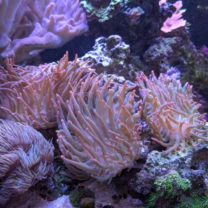 Pink Bubble Tip Anemone