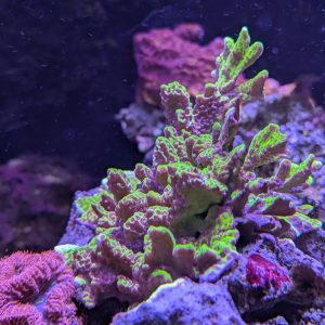 Slimeball Anacropora