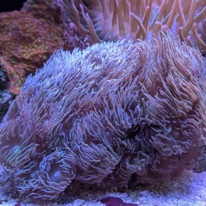 Duncanopsammia axifuga