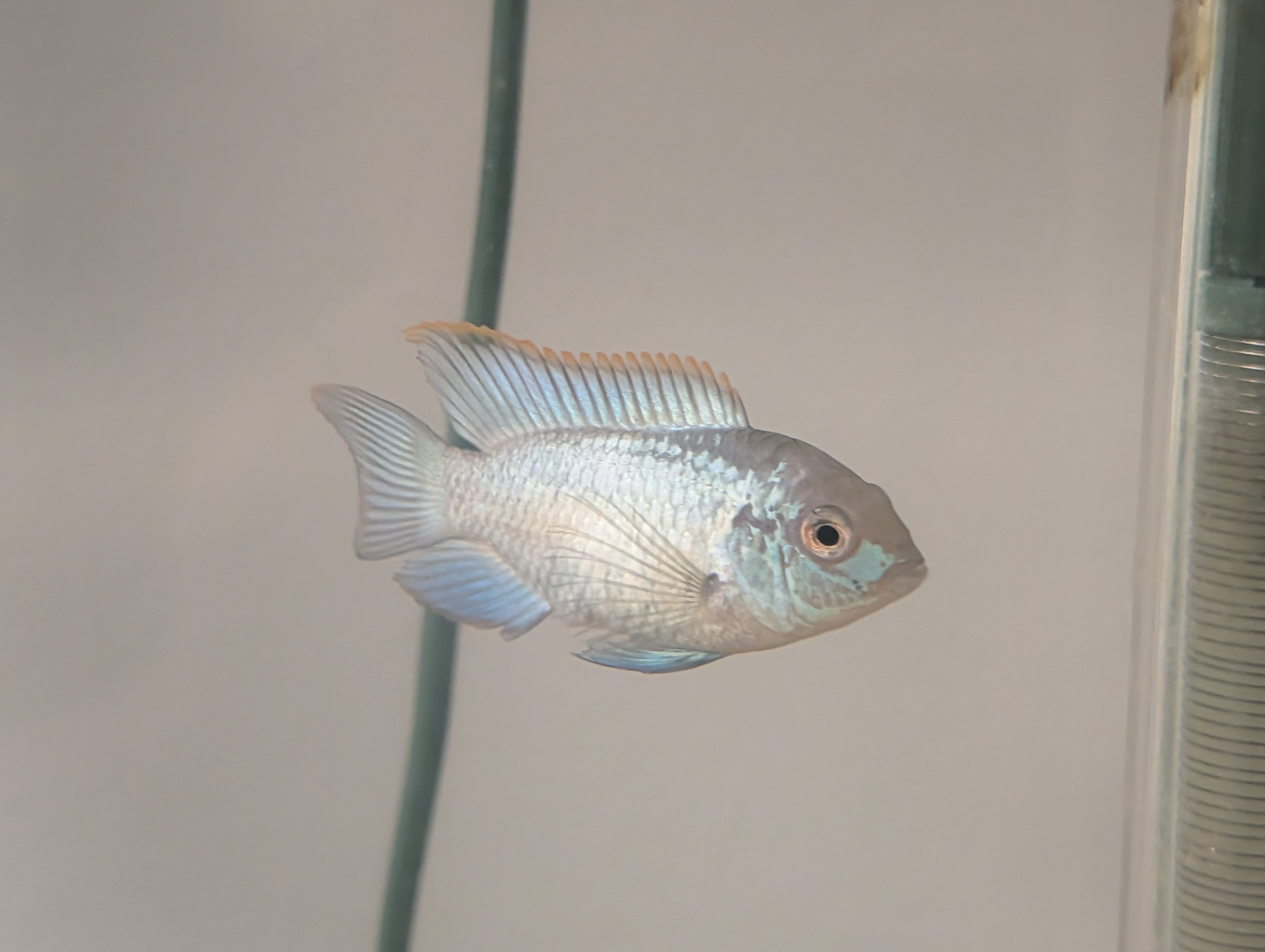 Electric Blue Acara